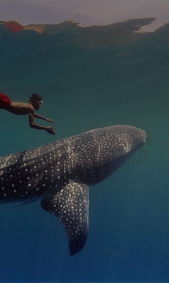 Nado con el tiburón ballena