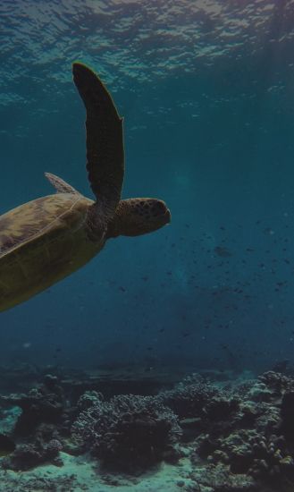 Buceo en Cozumel