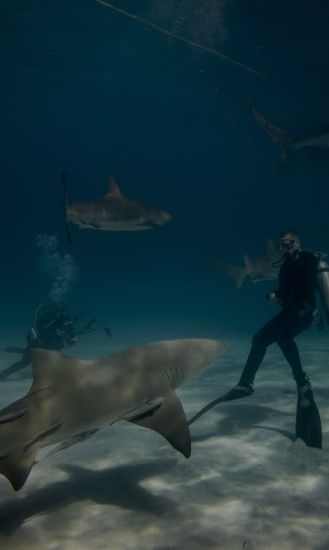Alimentación o avistamiento de tiburón toro