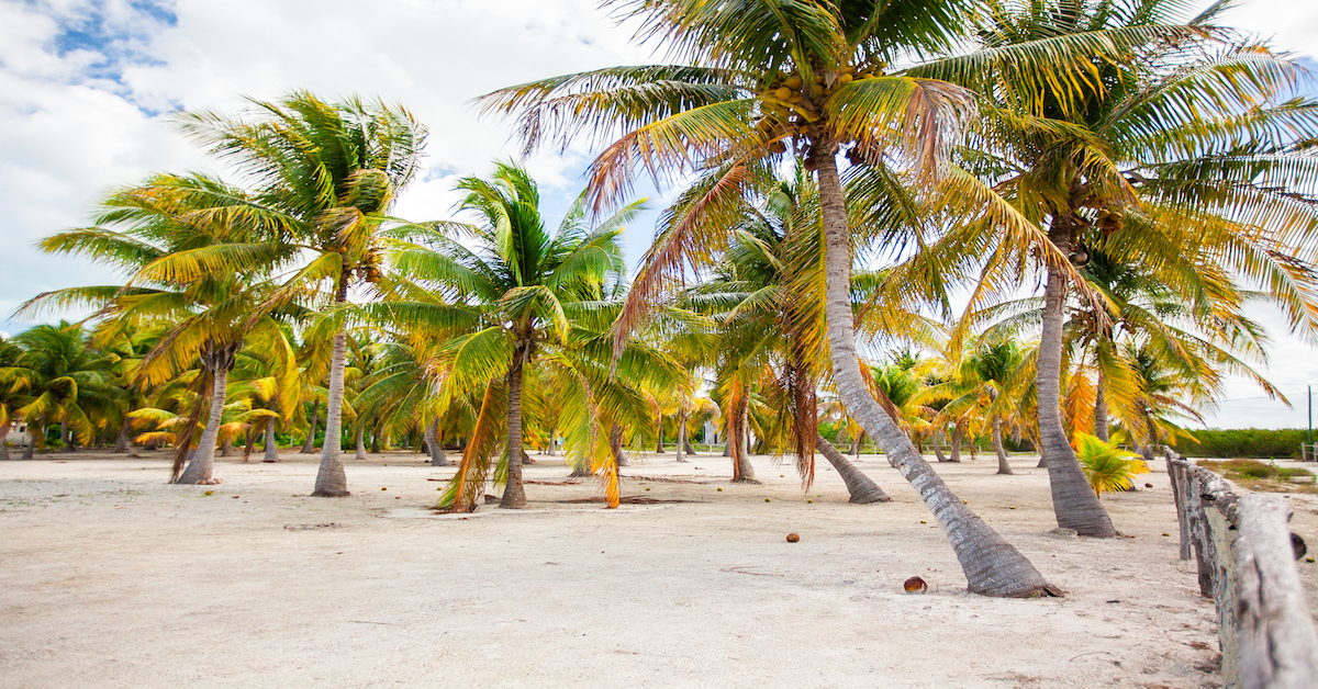 Palmeras en una playa de Isla Holbox