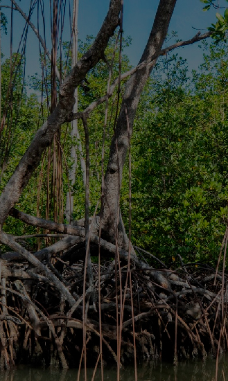 Excursión al Parque Nacional los Haitises - Paraíso del Este