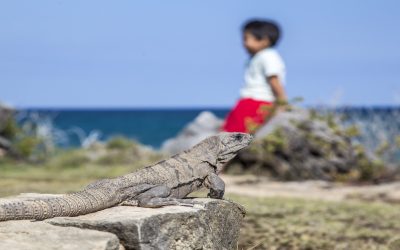 ¿Viajas a la Riviera Maya con niños? He aquí qué hacer, a dónde ir, opciones de alojamiento y mucho más