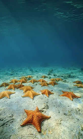 Excursión Premium a Cozumel en lancha